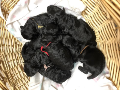 Kerry Blue Puppies July 2020