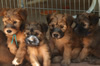 Wheaton Puppies due Oct. 22, 2022